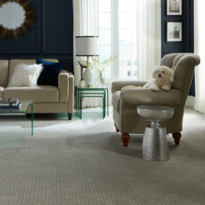 Puppy on couch | Montgomery's CarpetsPlus COLORTILE