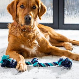 Dog siting on carpet | Montgomery's CarpetsPlus COLORTILE