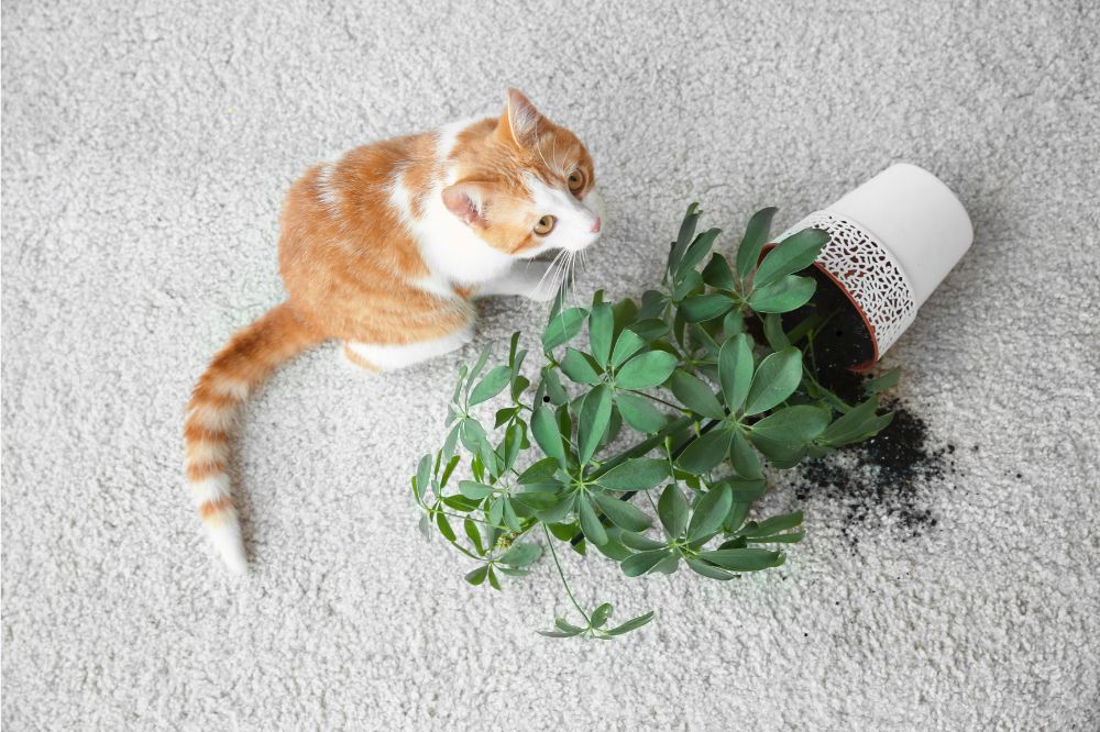 Carpet Stain | Montgomery's CarpetsPlus COLORTILE