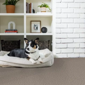 Carpet Flooring | Montgomery's CarpetsPlus COLORTILE